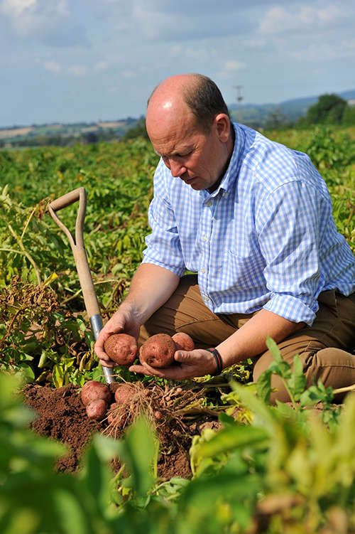 Person digging up potatos