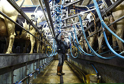 Person in a dairy