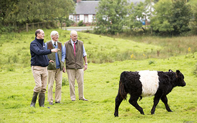 Three man observe a cow passing by