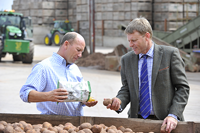 Two people view the potato crop
